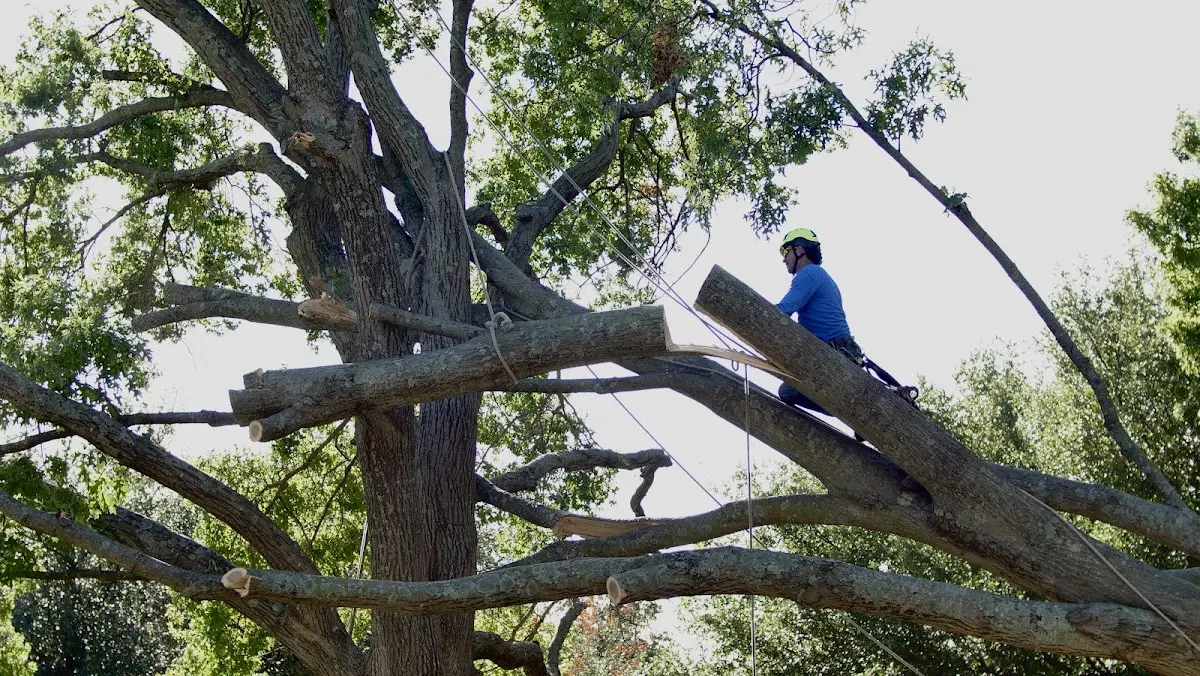 Professional Crown Thinning performed by certified arborists in Chase